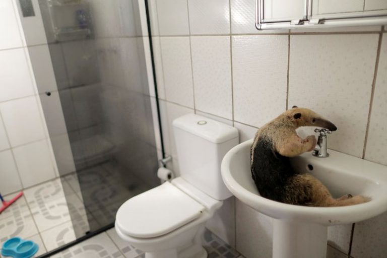 LYNXMPEG860YI.jpg,Foto de archivo de un oso hormiguero en el baño de una veterinaria tras ser tratado por especialistas cerca de Porto Velho, estado de Rondonia, en Brasil. 
Ago 19, 2020. 

REUTERS/Ueslei Marcelino  
; Crédito: UESLEI MARCELINO, Reuters