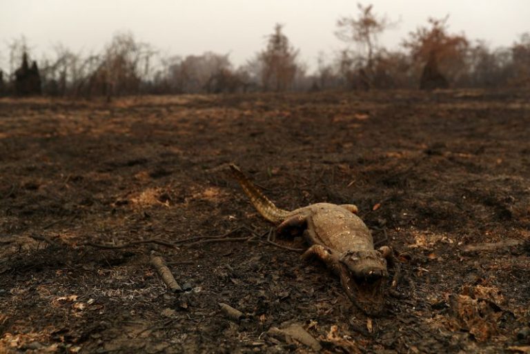 LYNXMPEG8D1PA.jpg,Foto de un caimán muerto en un área del Pantanal de Brasil arrasada por las llamas. 
Ago 31, 2020. REUTERS/Amanda Perobelli ; Crédito: AMANDA PEROBELLI, Reuters