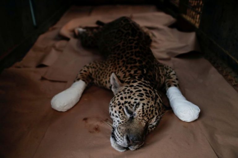 LYNXNPEG8M1HX.jpg,Un jaguar macho adulto llamado Ousado descansa durante el tratamiento por quemaduras en sus patas después de un incendio en Pantanal, en el Instituto ONG Nex en Corumba de Goias, estado de Goiás, Brasil. 19 de septiembre de 2020. REUTERS/Ueslei Marcelino; Crédito: UESLEI MARCELINO, Reuters