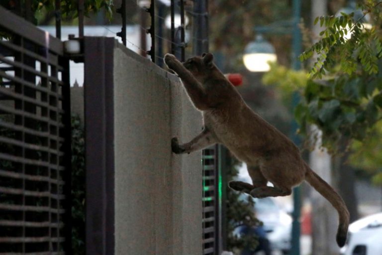 LYNXNPEG8M1YX.jpg,FOTO DE ARCHIVO. Un puma sube a una pared en un barrio de Santiago antes de ser capturado y llevado a un zoológico local. 
Mar 24, 2020. REUTERS/Andres Pina 
PROHIBIDA SU REVENTA Y SU USO COMO ARCHIVO. PROHIBIDO SU USO EDITORIAL O COMERCIAL EN CHILE ; Crédito: STRINGER, Reuters
