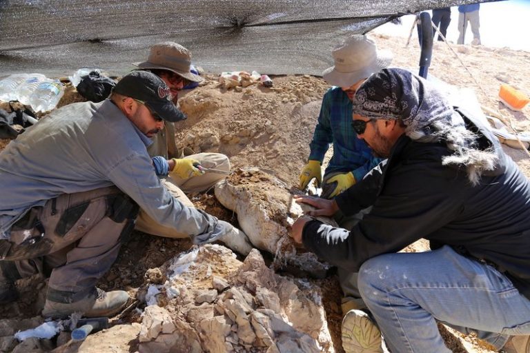 LYNXNPEG8N1NP.jpg,Científicos descubren restos de gran depredador marino jurásico en el Desierto de Atacama , Chile, en una fotografía del 14 de diciembre de 2018. Mauricio Castro/Handout via REUTERS. ESTA IMAGEN HA SIDO OTORGADA POR TERCEROS. NO REVENTAS, NO ARCHIVOS. ; Crédito: Handout ., Reuters