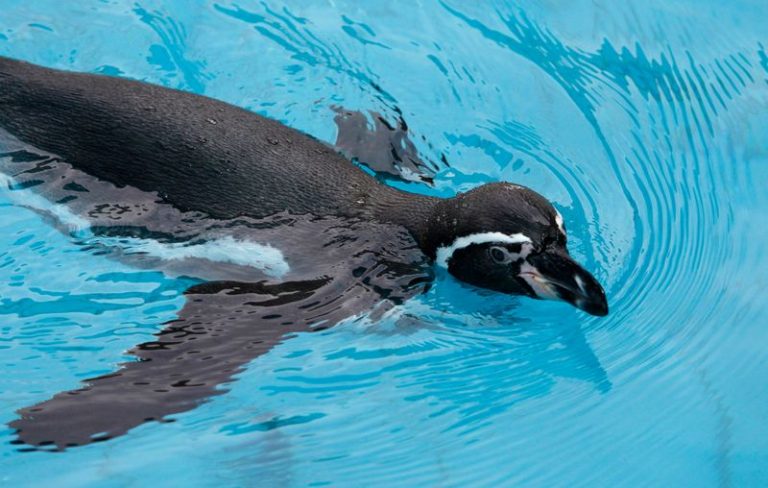 LYNXNPEG8N21E.jpg,FOTO DE ARCHIVO. Un pingüino de Humboldt, en una piscina durante una presentación sobre la preservación de la especie y el cuidado del medio ambiente en un zoológico en Lima. 15 de marzo de 2012. REUTERS/Mariana Bazo.; Crédito: Mariana Bazo, Reuters