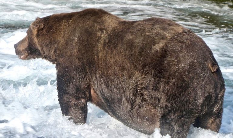 LYNXMPEG961IU.jpg,Imagen del oso pardo 747 de pie en un río en el que caza salmones para engordar antes de su hibernación en el Parque Nacional y Reserva Katmai en Alaska, Estados Unidos. 20 de septiembre, 2020. Cortesía del Servicio de Parques Nacionales de Estados Unidos/ Handout via REUTERS. ATENCIÓN EDITORES - ESTA IMAGEN HA SIDO PROVISTA POR UNA TERCERA PARTE.; Crédito: U.S. National Park Service, Reuters