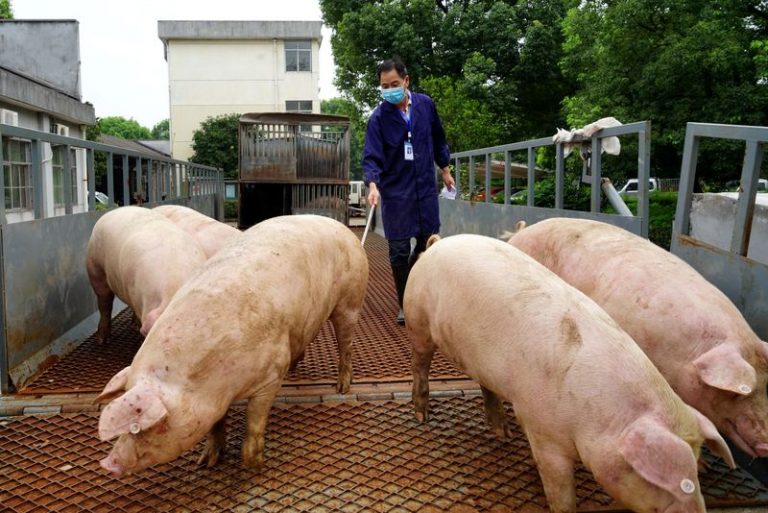 LYNXMPEG980V7.jpg,FOTO DE ARCHIVO. Un funcionario de la oficina de agricultura y asuntos rurales recoge muestras de orina de los cerdos que llegan a un matadero en Wuyi, China. 27 de julio de 2020. China Daily vía REUTERS; Crédito: CHINA DAILY, Reuters