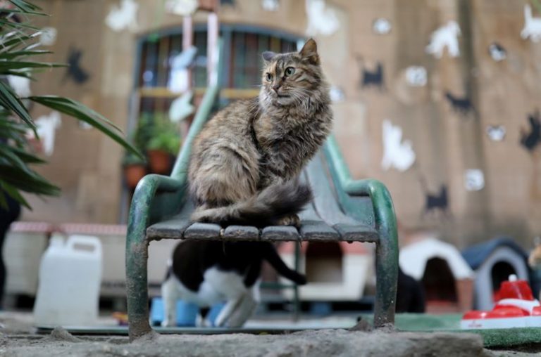 LYNXMPEG9Q1HN.jpg,A street-born cat is seen on a slide inside of El Jardinet dels Gats (Cats' Garden), which is a cat shelter in the Raval district, amid the coronavirus disease (COVID-19) outbreak, in Barcelona, Spain October 1, 2020. Picture taken October 1, 2020. REUTERS/Nacho Doce; Crédito: NACHO DOCE, Reuters