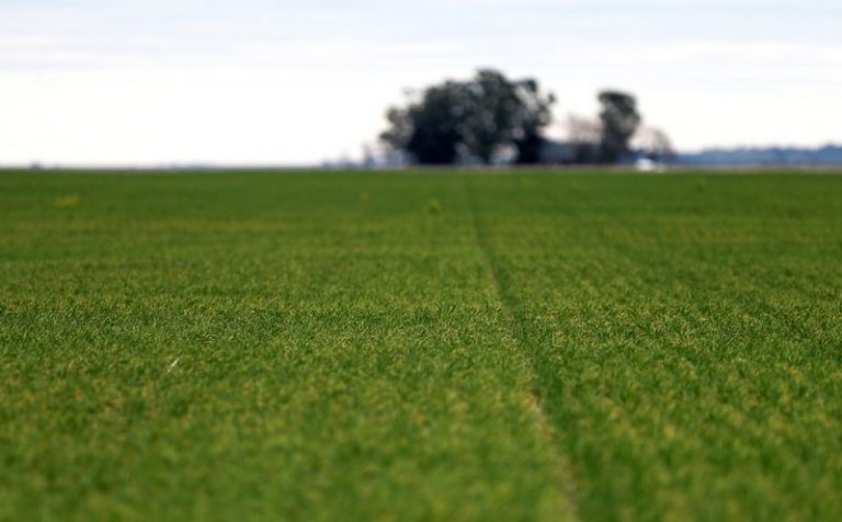 LYNXMPEG9S1RS.jpg,Foto de archivo - Campo cultivado de trigo, cerca de la ciudad bonaerense de Azul, Argentina. Sep 30, 2019. REUTERS/Agustin Marcarian; Crédito: AGUSTIN MARCARIAN, Reuters