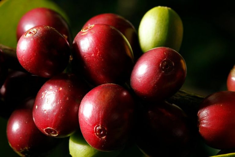 LYNXMPEGA11DO.jpg,Imagen de archivo en la que se ven granos de café maduros en la plantación de café Doka en San Isidro de Alajuela, al noreste de la capital San José, 29 de noviembre de 2010. REUTERS/Juan Carlos Ulate; Crédito: Juan Carlos Ulate, Reuters
