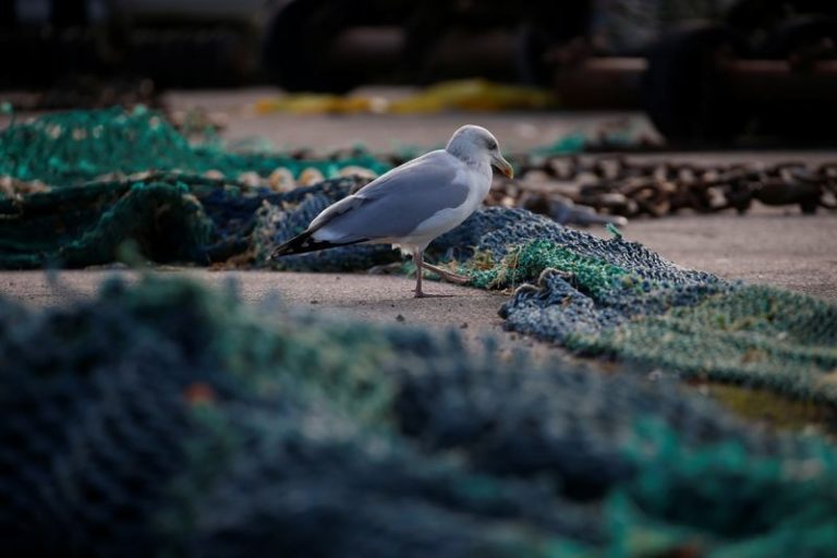 LYNXMPEGA20WK.jpg,Una gaviota camina en medio de redes de pesca en el puerto de Boulogne-sur-Mer, Francia, 29 enero 2020. REUTERS/Pascal Rossignol/; Crédito: PASCAL ROSSIGNOL, Reuters