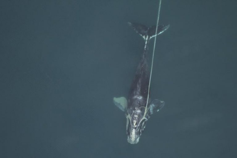 Ballenas francas del Atlántico son cada vez más pequeñas Foto: AP