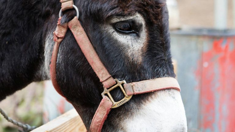 Kuri condena nuevo caso de maltrato animal y respalda l...